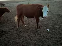 Vaca, Vaca kazaja de cabeza blanca — foto 1