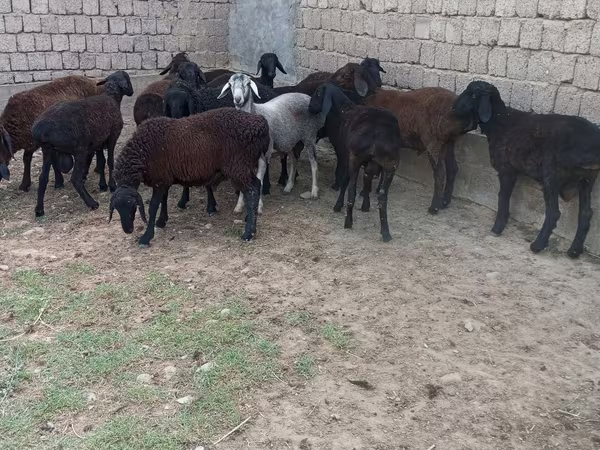 Qoç, Blackheaded Persian sheep