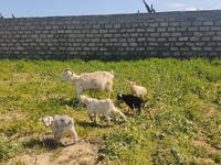 عنزة, الماعز — الصورة 6