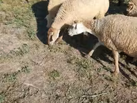 Қой, Karabakh sheep — 8-сурет