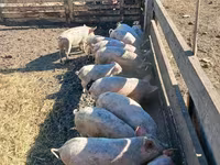 Schweine (Partie, Geschlecht nicht angegeben), Крупная белая — Foto 1
