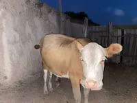 بقرة, Latvian Blue cattle — الصورة 1