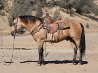 حصان, Quarter Horse — الصورة 4
