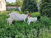 Коза, Boer goat — фото 4