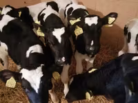 ІҚМ (топ, жынысы көрсетілмеген), Simmental cattle — 5-сурет