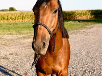 Hengst, Quarter Horse — Foto 8