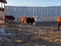 Sigir, Russian Black pied cattle — 3-rasm