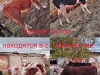 Toro, Simmental cattle — foto 1