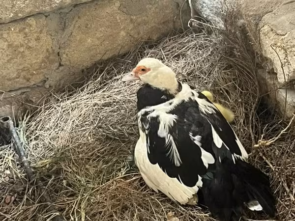 Ducks
