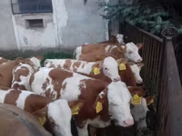 Бұқа, Simmental cattle — 3-сурет