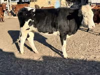 Vaca, Russian Black pied cattle — foto 1