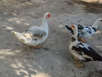 pato criollo doméstico — foto 2