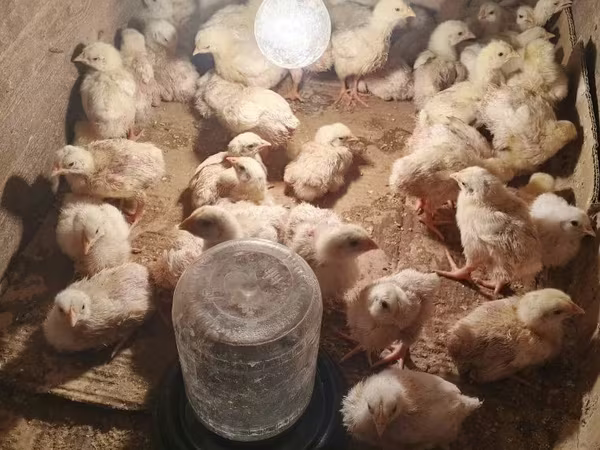 Chickens