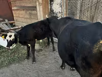 Kuh, Latvian Blue cattle — Foto 3