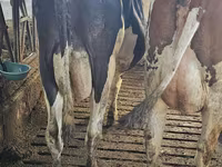 Kuh, Holstein-Rasse — Foto 3