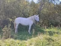 فرس, Percheron — الصورة 3