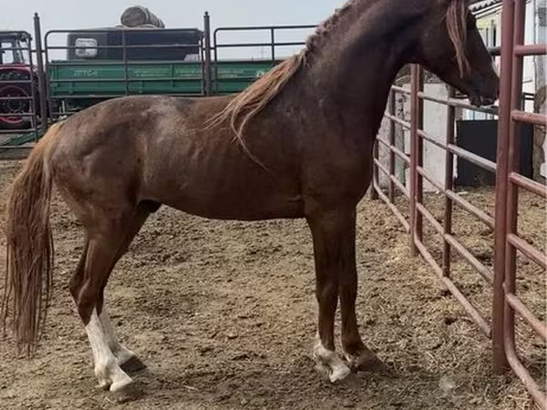 At, Arabian horse