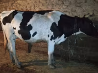 Vaca, Raza Holstein — foto 1