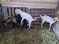 Теке, Nubian Goat — 3-сурет