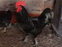 Australian Pit Game fowl — Foto 2