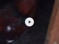 Chickens — फ़ोटो 6