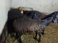 Schaf, Hissar sheep — Foto 6