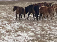 Yegua, Horse breed — foto 4