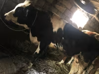 Bull, Russian Black pied cattle — photo 1