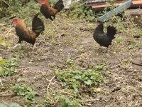 Bantam japonesa — foto 2