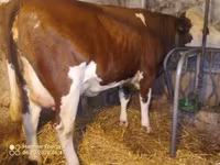 Kuh, Simmental cattle — Foto 4