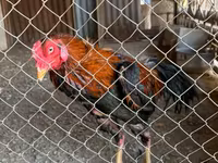 Chickens — foto 2