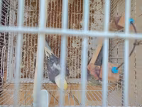 Nimfa (cockatiel) cütlüyü 0507335513 whatsapp - Növ: Nimfa — photo 4