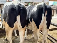 Kuh, Holstein-Rasse — Foto 2
