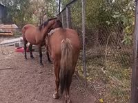 Yegua, Caballos — foto 3