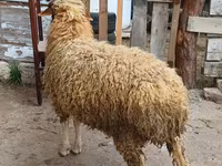 Qoç, Qoyunlar — foto 5