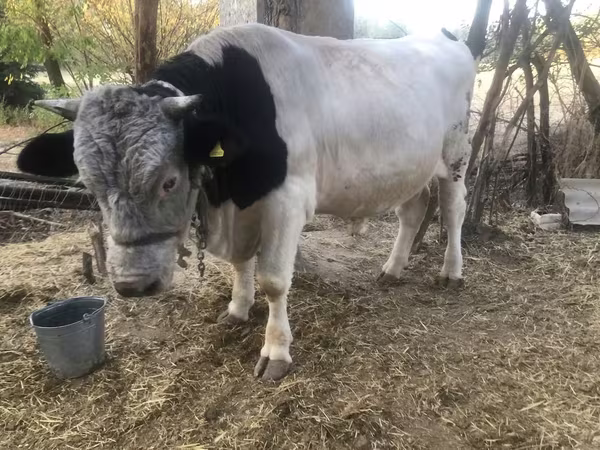 Bull, Swiss cattle