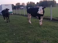 Kuh, Simmental cattle — Foto 6