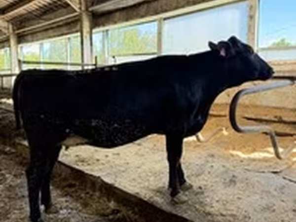Holstein-Rasse
