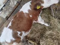 İnək, Simmental cattle — foto 3