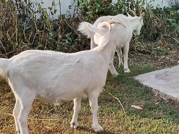 Cabra, Saanen goat