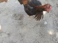 Chickens — الصورة 1