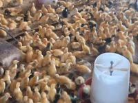 Ducks — फ़ोटो 2