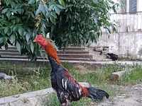 Chickens — Foto 4