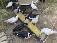 Ducks — फ़ोटो 1