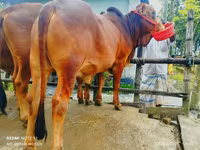 Bull, Cattle — photo 2