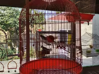 Qefesler yumru qirmizi 30 Azn obirler 20-15 Azn — 2-сурет