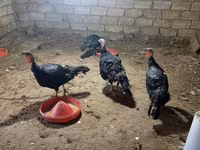 Turkeys — 3-rasm