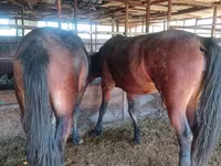فرس, Kazakh horse — الصورة 2
