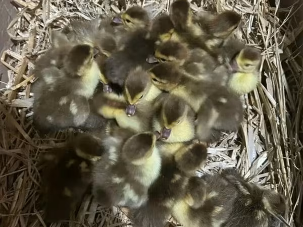 Ducks