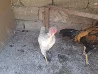Chickens — फ़ोटो 8